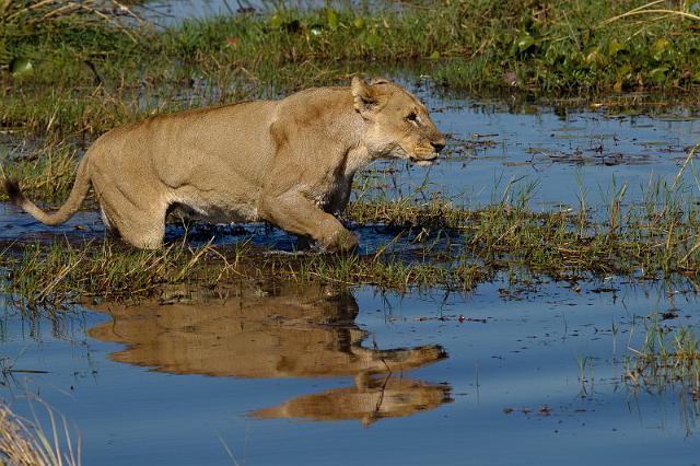 140 Okavango Delta, leeuwin.jpg